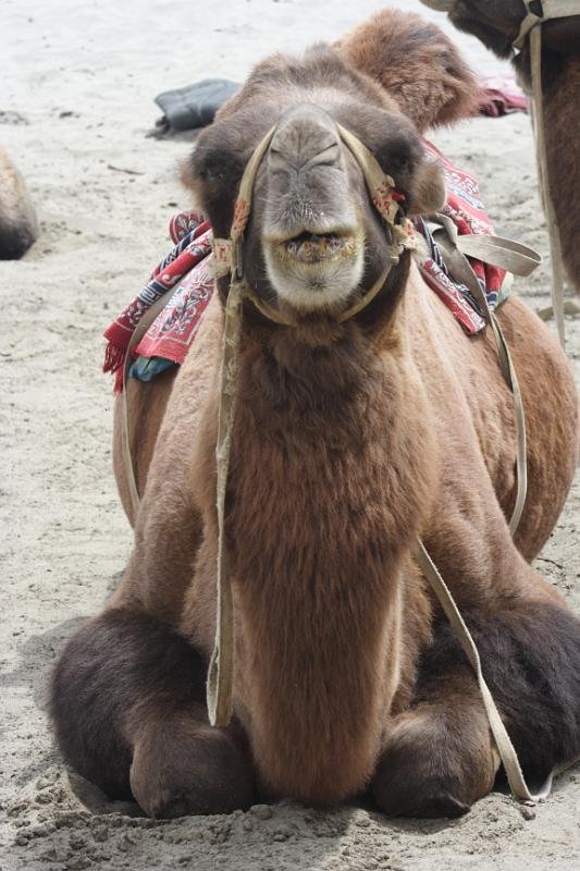 639 9318 Nubra Valley 16-08-2009.JPG